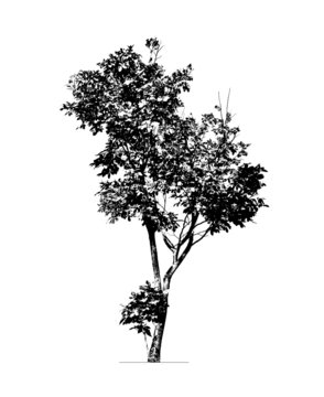 A tree in silhouette.
The high contrast style isolated on white background, vector file