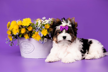 Biewer Yorkshire Terrier and flowers