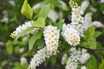 Flowers of Bird Cherry Tree