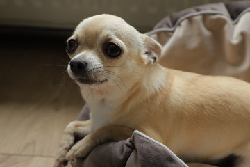Closeup portrait of small funny beige mini chihuahua dog, puppy