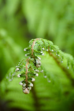 Felce maschio (Dryopteris filis-mas) foglie in primo piano
