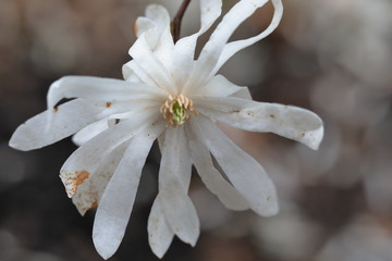 Fototapeta na wymiar Close up of white Magnolia flowers in spring season.