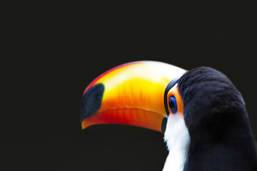 Toucan Close Up