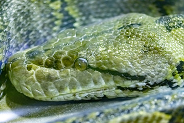 Reticulated python. Python reticulatus. close up.