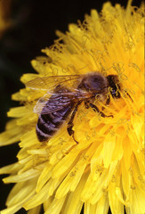 Bee, Honeybee, Apis, Bluete, Loewenzahn, Thueringen, Germany, Europe