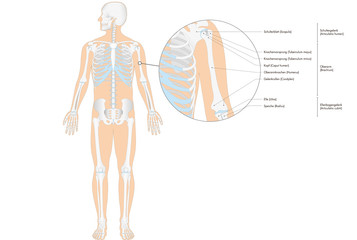 Anatomie - menschliches Skelett - Oberarm (deutsche Beschriftung)