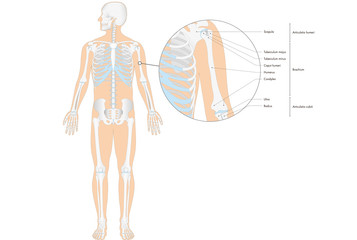 Anatomie - menschliches Skelett - Oberarm (lateinische Beschriftung)