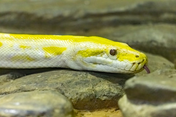 Yellow Reticulated Python. Python reticulatus. close up.