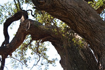 a pig carved into a tree