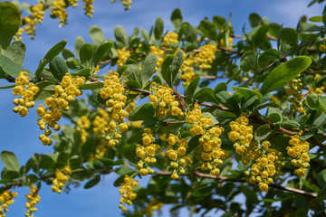 Barberry ordinary (lat. Berberis vulgaris) blooms - a shrub, a species of the genus Barberry...