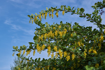 Barberry ordinary (lat. Berberis vulgaris) blooms - a shrub, a species of the genus Barberry (Berberis) of the family Barberry (Berberidaceae).