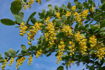 Barberry ordinary (lat. Berberis vulgaris) blooms - a shrub, a species of the genus Barberry...