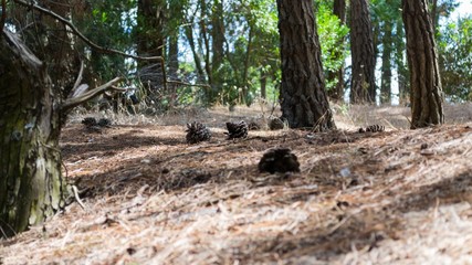 BOSQUE DE PINOS EN DUNAS DE ARENA