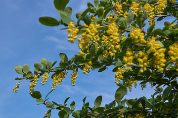 Barberry ordinary (lat. Berberis vulgaris) blooms - a shrub, a species of the genus Barberry...