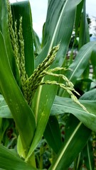 maize plant with corn on the cob 