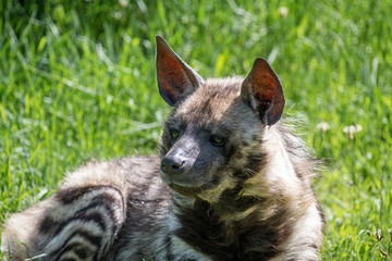 Close-up van gestreepte hyena (Hyaena hyaena sultana)