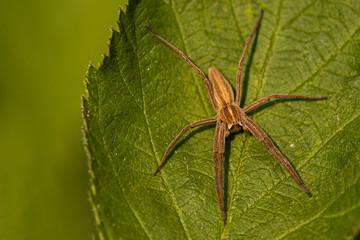 Nursery Web Spider