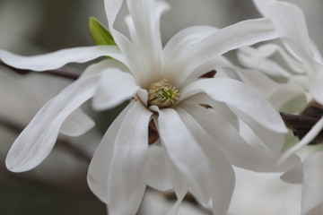 Close up of white Magnolia flowers in spring season.