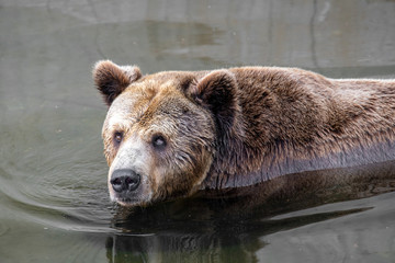 Naklejka na ściany i meble Eurasian brown bear (Ursus arctos) also known as the European brown bear.