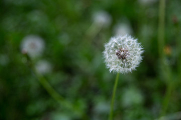 dandelion close-up in grass bokeh
