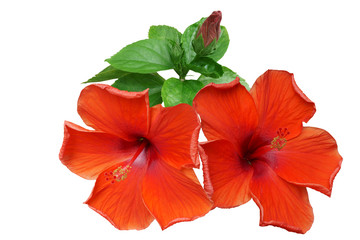 Red Hibiscus on white background with path