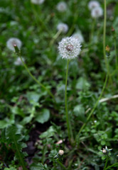 dandelion summer flower among green grass