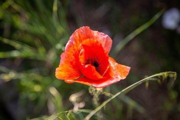 Fototapeta premium papavero in fiore