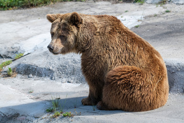Fototapeta premium Eurasian brown bear (Ursus arctos) also known as the European brown bear.
