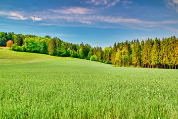 Summer landscape with green grass and trees