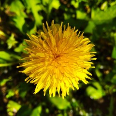 Dandelion in the sun light yellow green 