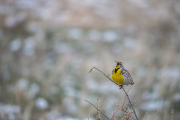 Western Meadowlark