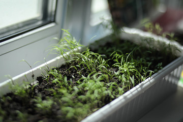seedlings, seedlings, plants from seeds on the windowsill, garden bed