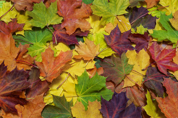 Naklejka na ściany i meble Full frame image of the bright colorful maple leaves, close up view. Natural botanical texture, wallpaper or background for autumn