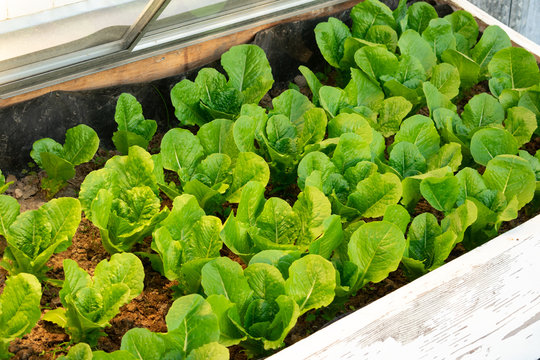 a bed of lettuce in a cold frame
