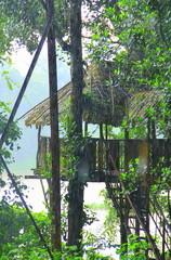 Hut in Forest 