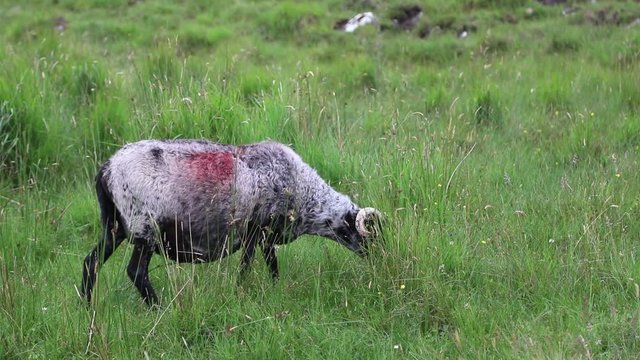 Grey and white Irish sheep grazing in a green field, Connemara, Ireland