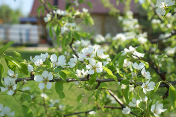 Blooming pear tree on a background of the house