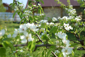Blooming pear tree on a background of the house