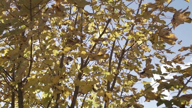 Sonne hinter Herbstbl&auml;tter Zeitlupe