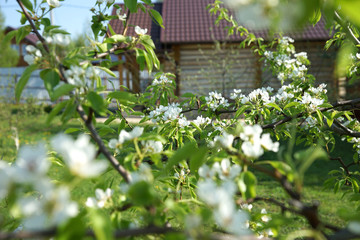 Naklejka na ściany i meble Blooming pear tree on a background of the house