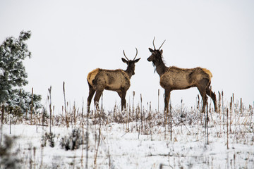 Naklejka na ściany i meble Two Elk in Winter