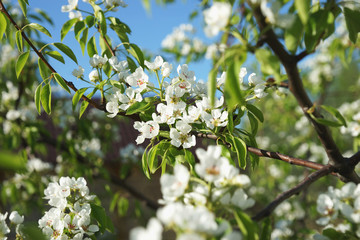 Blooming pear tree on a background of the house