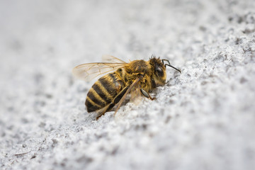 Bee resting on a wall.