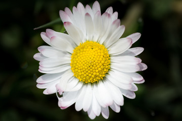 Obraz premium Daisy on an early spring day.