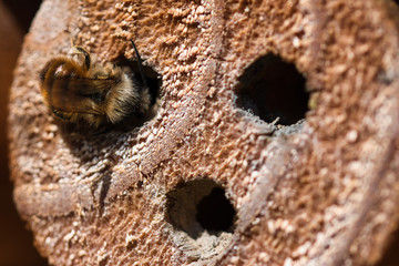 Insect hotel with wild solitary mason bee building nest in the hole drilled in the wood , detailed textured macro