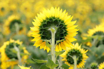 The common sunflower (H. annuus) is an annual herb with a rough hairy stem 1–4.5 metres (3–15 feet) high and broad, coarsely toothed, rough leaves 7.5–30 cm (3–12 inches) long arranged in spirals. The