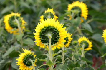 The common sunflower (H. annuus) is an annual herb with a rough hairy stem 1–4.5 metres (3–15 feet) high and broad, coarsely toothed, rough leaves 7.5–30 cm (3–12 inches) long arranged in spirals. 