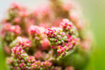 Rhubarb blossom early in the spring.