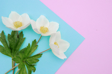 composition of white flowers on a pink-blue background. Floral spring background. Flat lay, space for text. Valentine's day, mother's day, womens day concept.