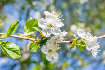 White cherry blossoms in spring